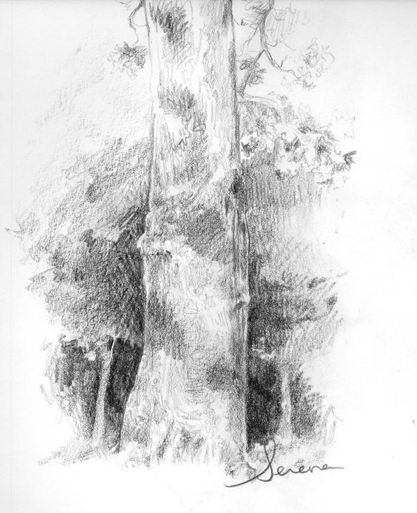 Tree Study Drawing Tree Study 1 by Nimbus2005 on DeviantArt