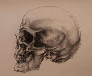 Study: Skull