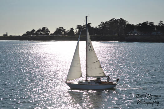 Sunny Sailboat