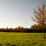 Tree Collection: Autumn 1