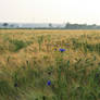 Field Collection: Cornflower