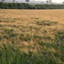 Field Collection: Cornflower 2