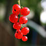 Fruit Collection: Currant