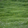 Meadow Collection: +Flowers 4