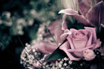 flowers 2 by ClickClickBangUK