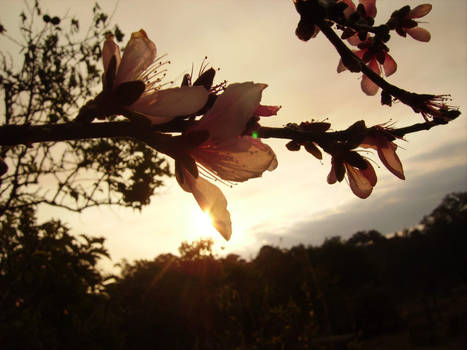 Peach flowers