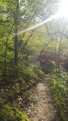 Nebraska Forest