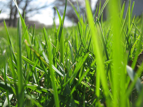 Grass 1