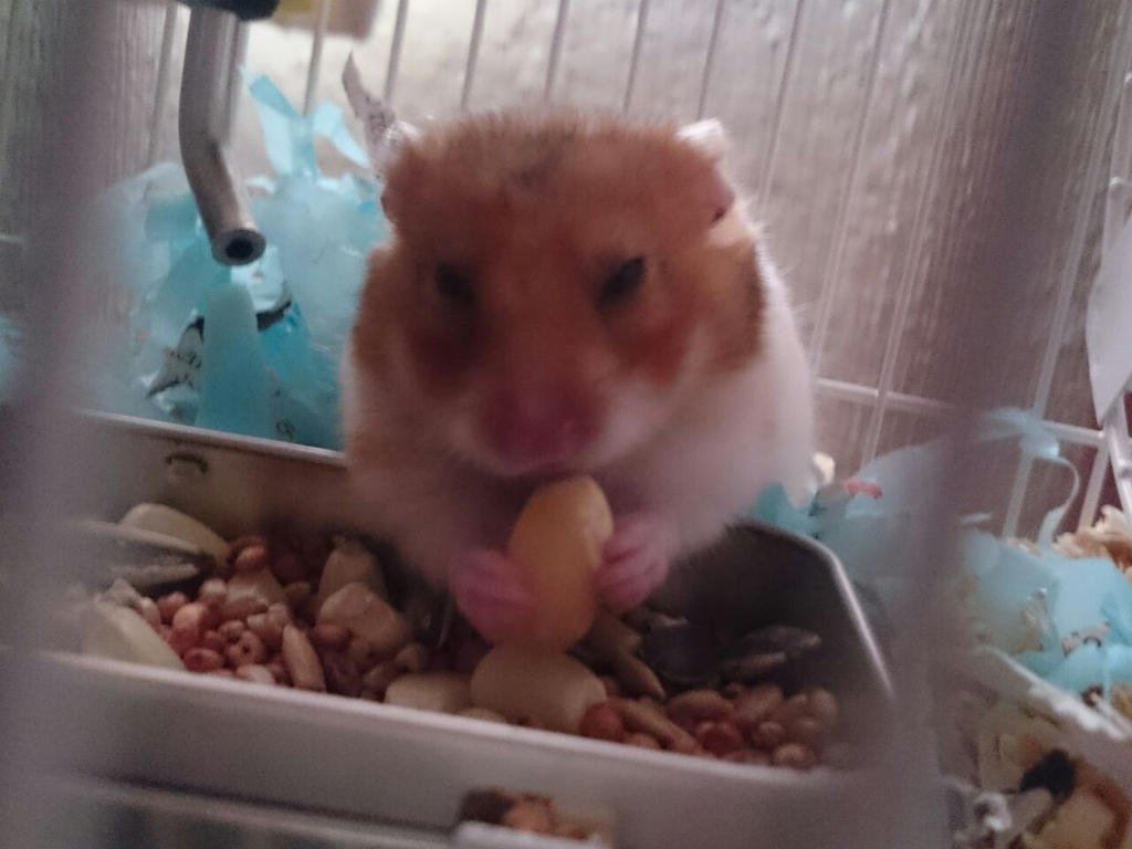 My Little Hamster - 1