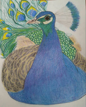 Peacock for Rowan