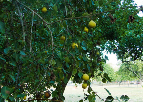 Green Pears on a tree