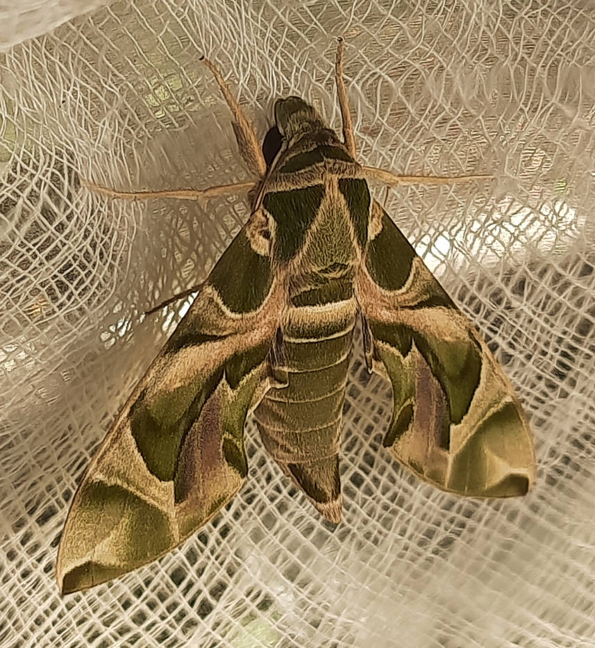 Beautiful Moth With Texture by aronng100 on DeviantArt