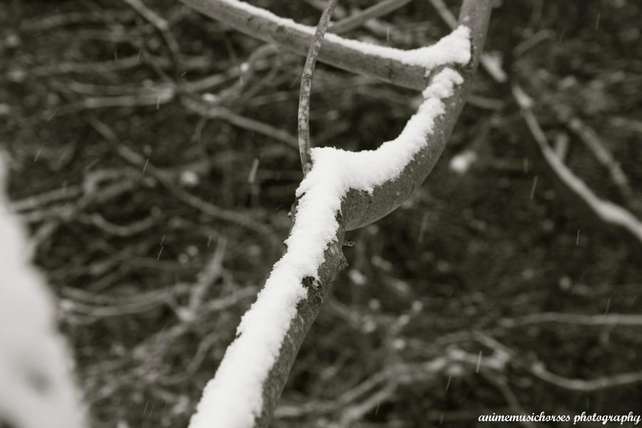 Fresh Snow Covered