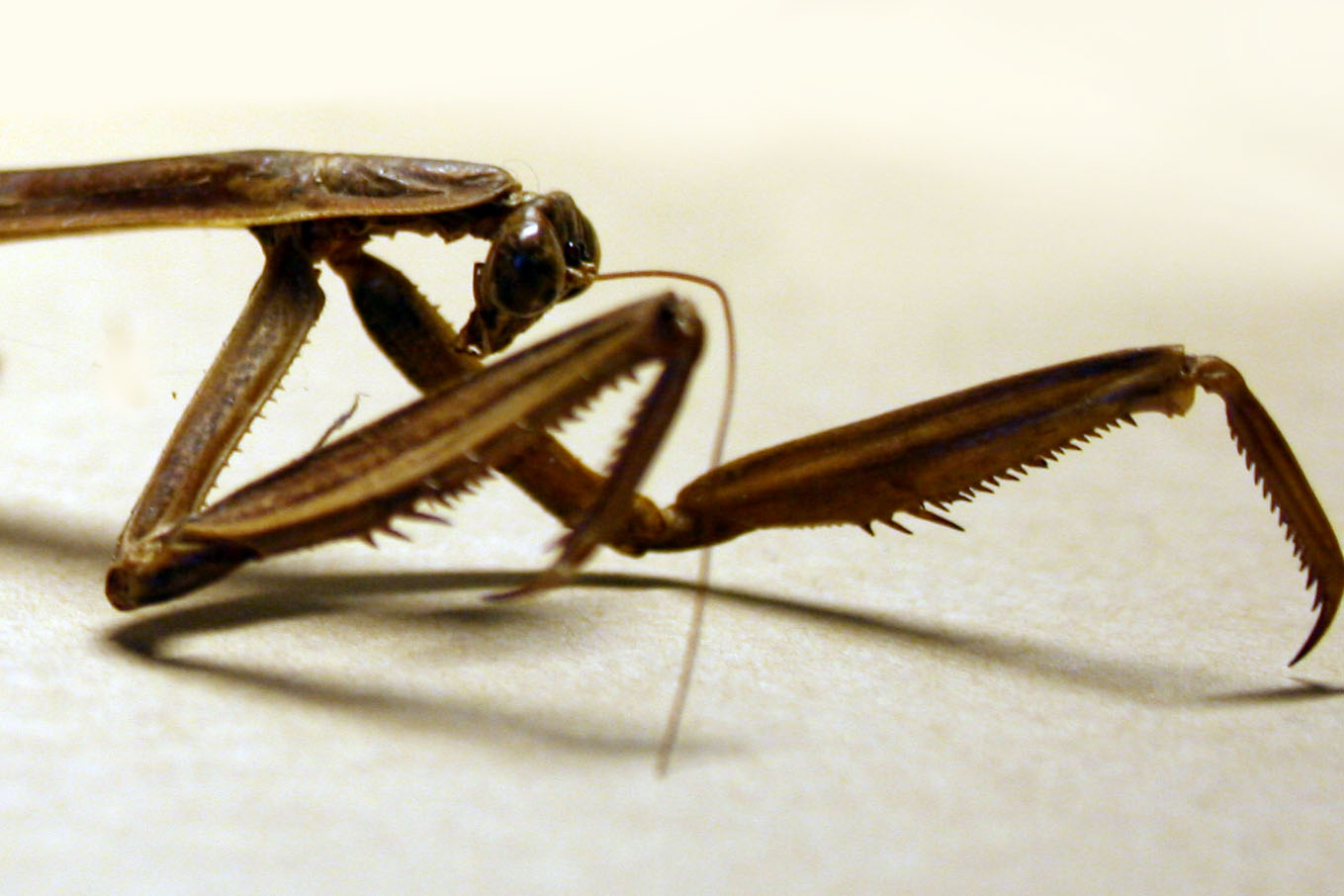 Chinese praying mantis II