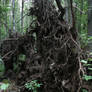 Roots of a fallen tree