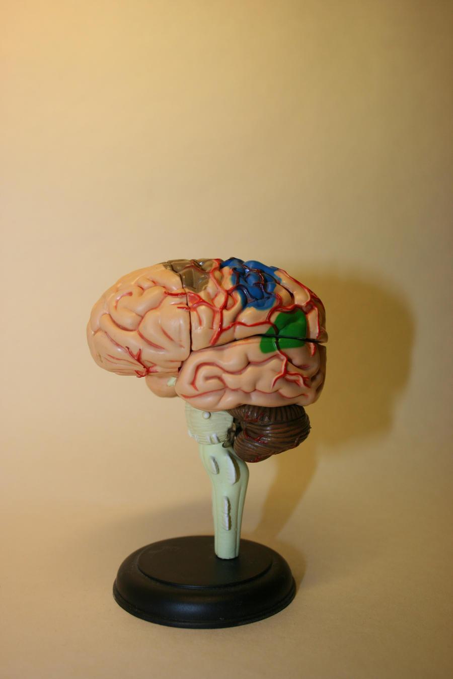 Anatomical figure: Brain 2