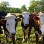 Cows