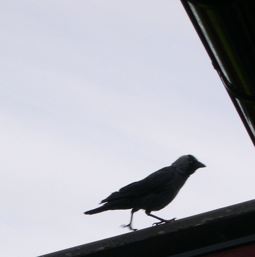 Crow