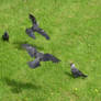 crows landing