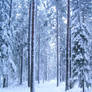 Winter woods I