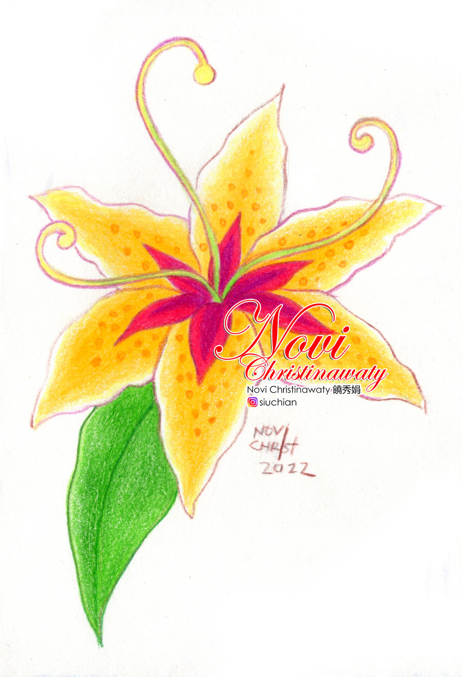 Sundrop flower by hananovie on DeviantArt