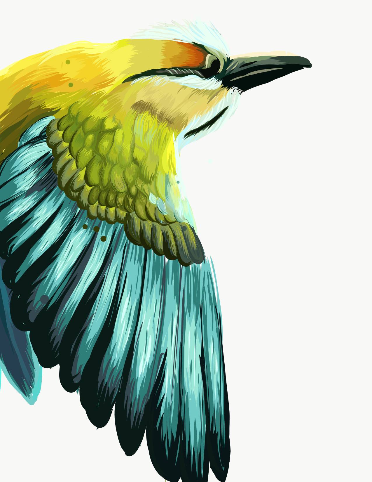 Torogoz Vector Torogoz by gerardolbs on DeviantArt