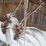 Frozen Flowers