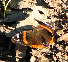 Moth on Leaves