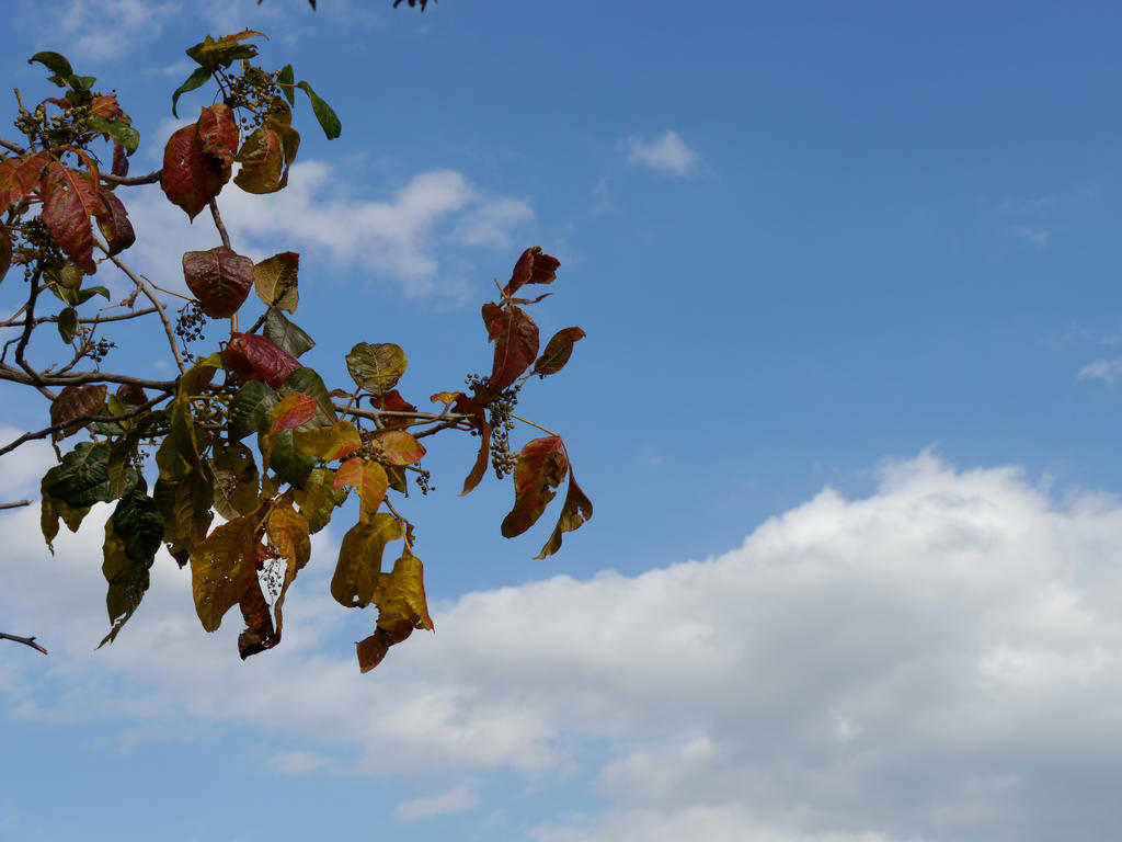 Autumn Colors