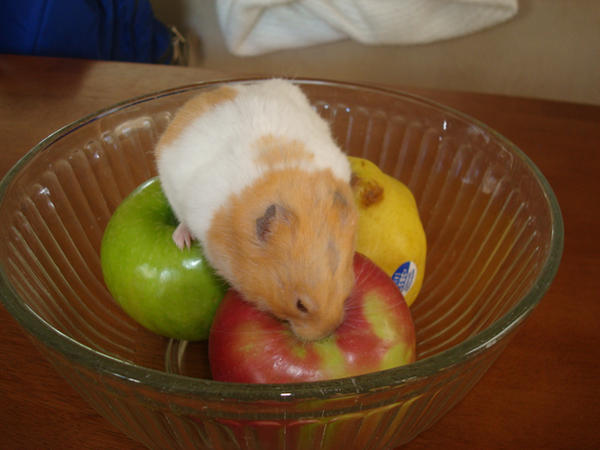 Hamster and a Fruit Bowl