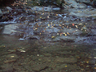 Leaves in River