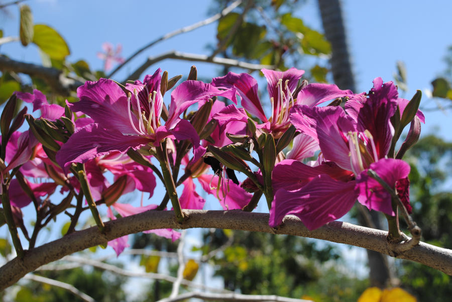 Hawaiian Orchid Tree