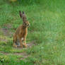 Curious Rabbit