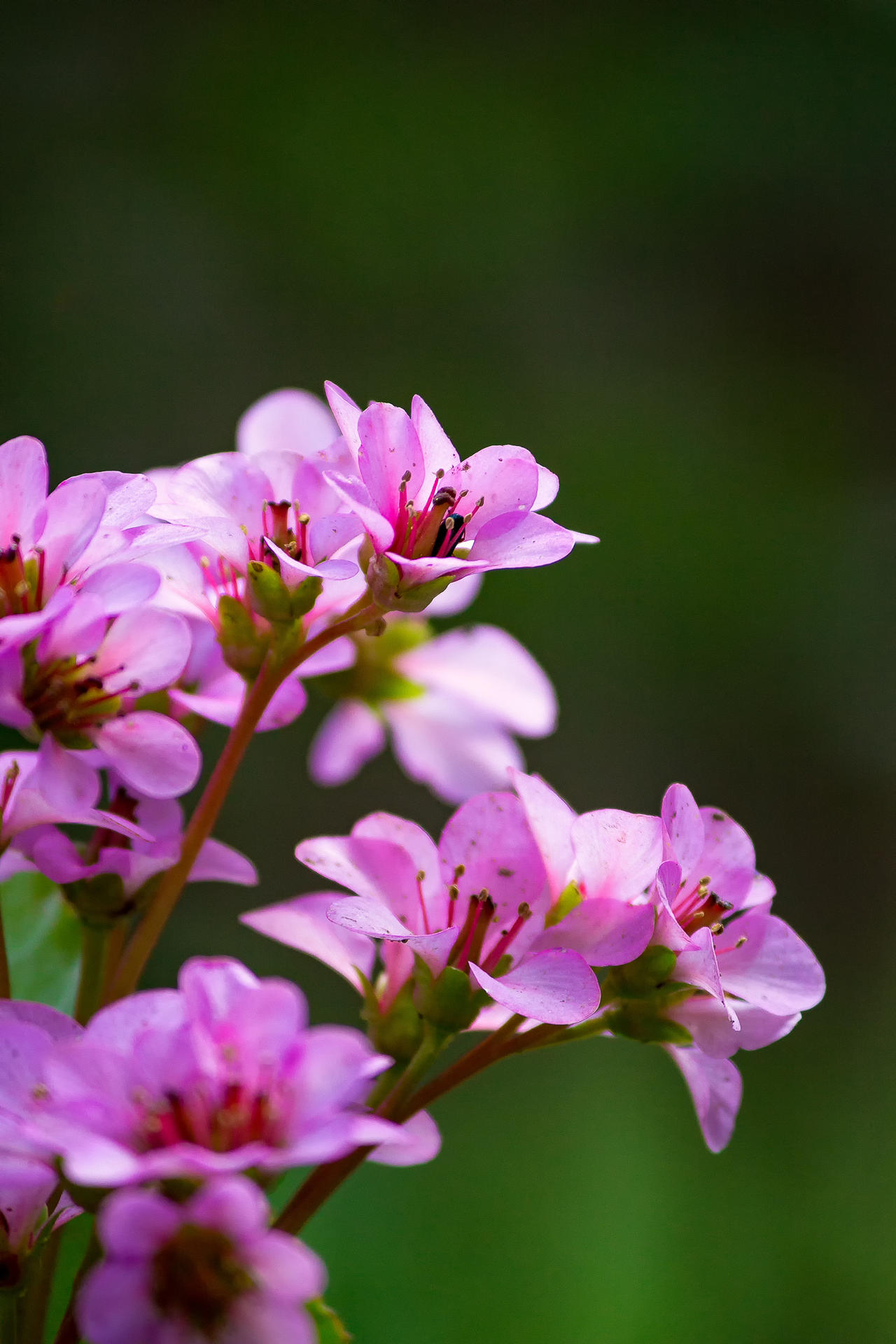 Bergenia