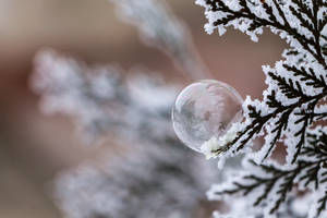 iced bubble