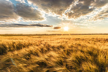 Sunset over the Barley fields