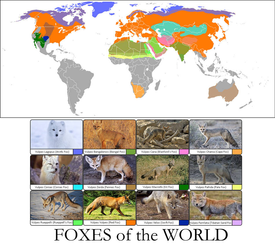 Fox distribution by Crazy-Boris on DeviantArt