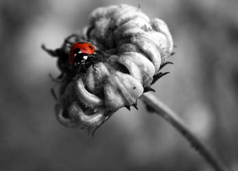 Ladybird Red