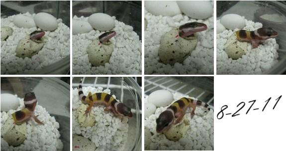 Leopard Gecko Hatching