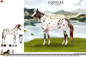 ZM0809 NE Copycat