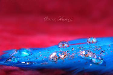 water drop on a fuzz II