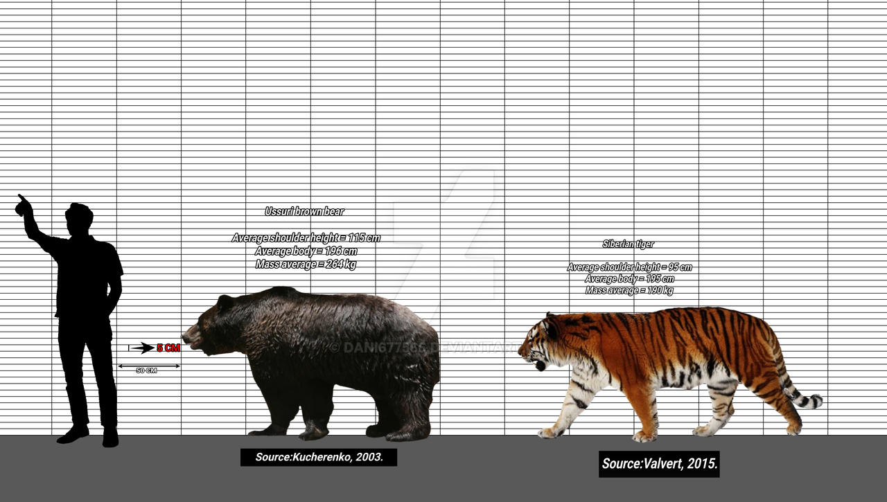 Grizzly Bear Vs Siberian Tiger grizzly-bear-vs-siberian-tiger