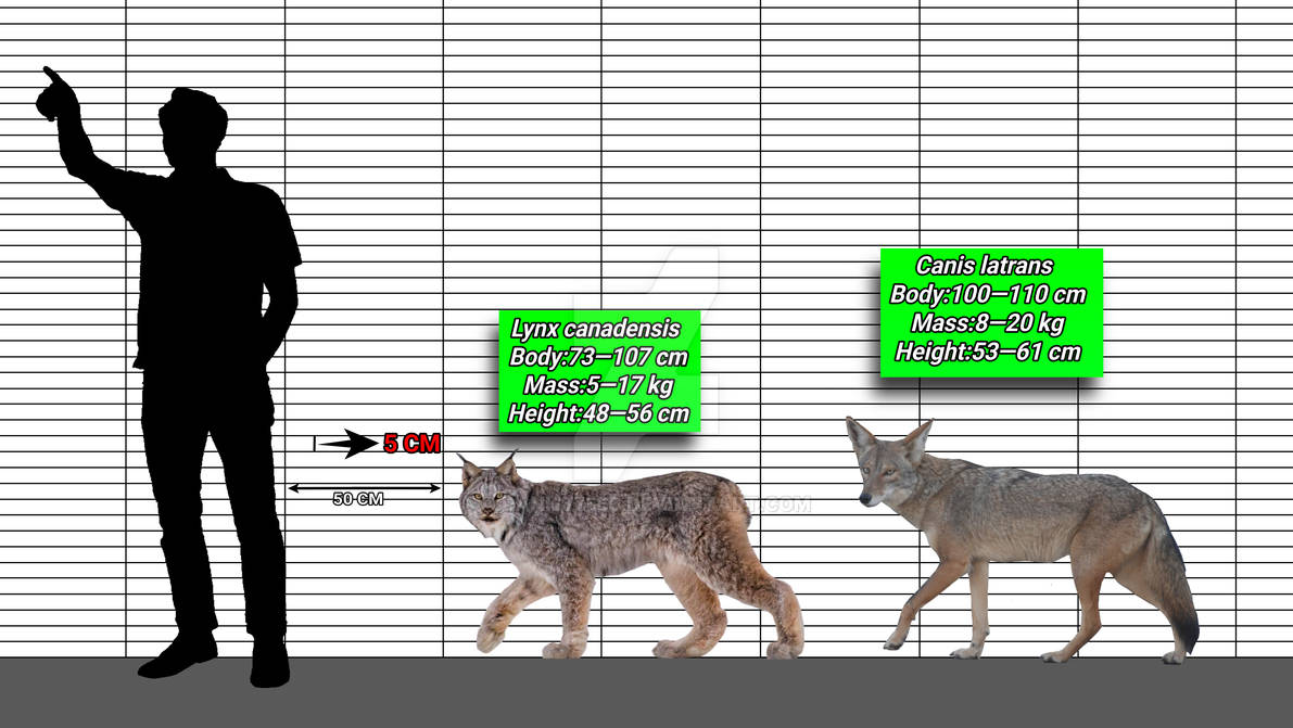 Canada lynx and Coyote,size comparison. by dani677566 on DeviantArt