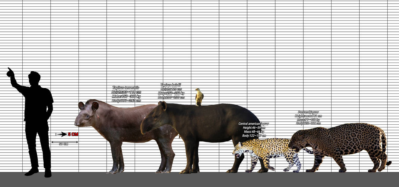 Tapir Chart Tapir vs Jaguar,size comparison. by dani677566 on DeviantArt