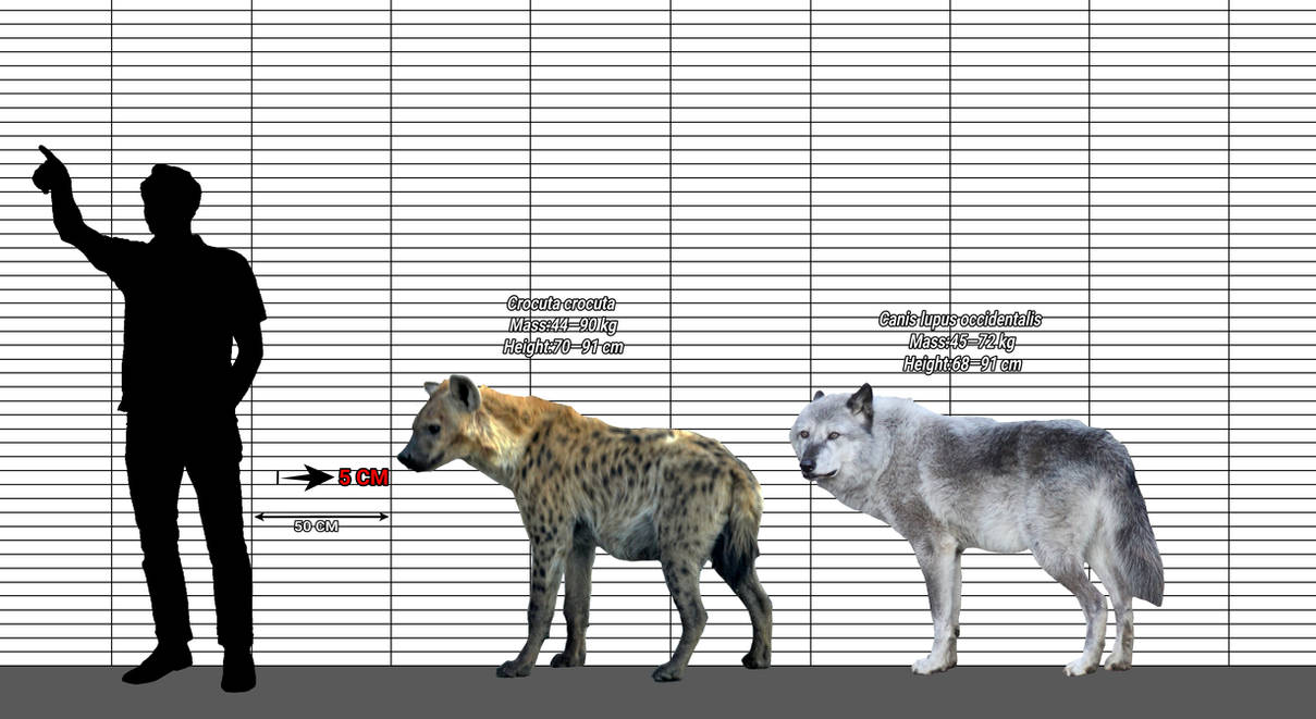 Spotted Hyena vs Wolf,size comparison. by dani677566 on DeviantArt