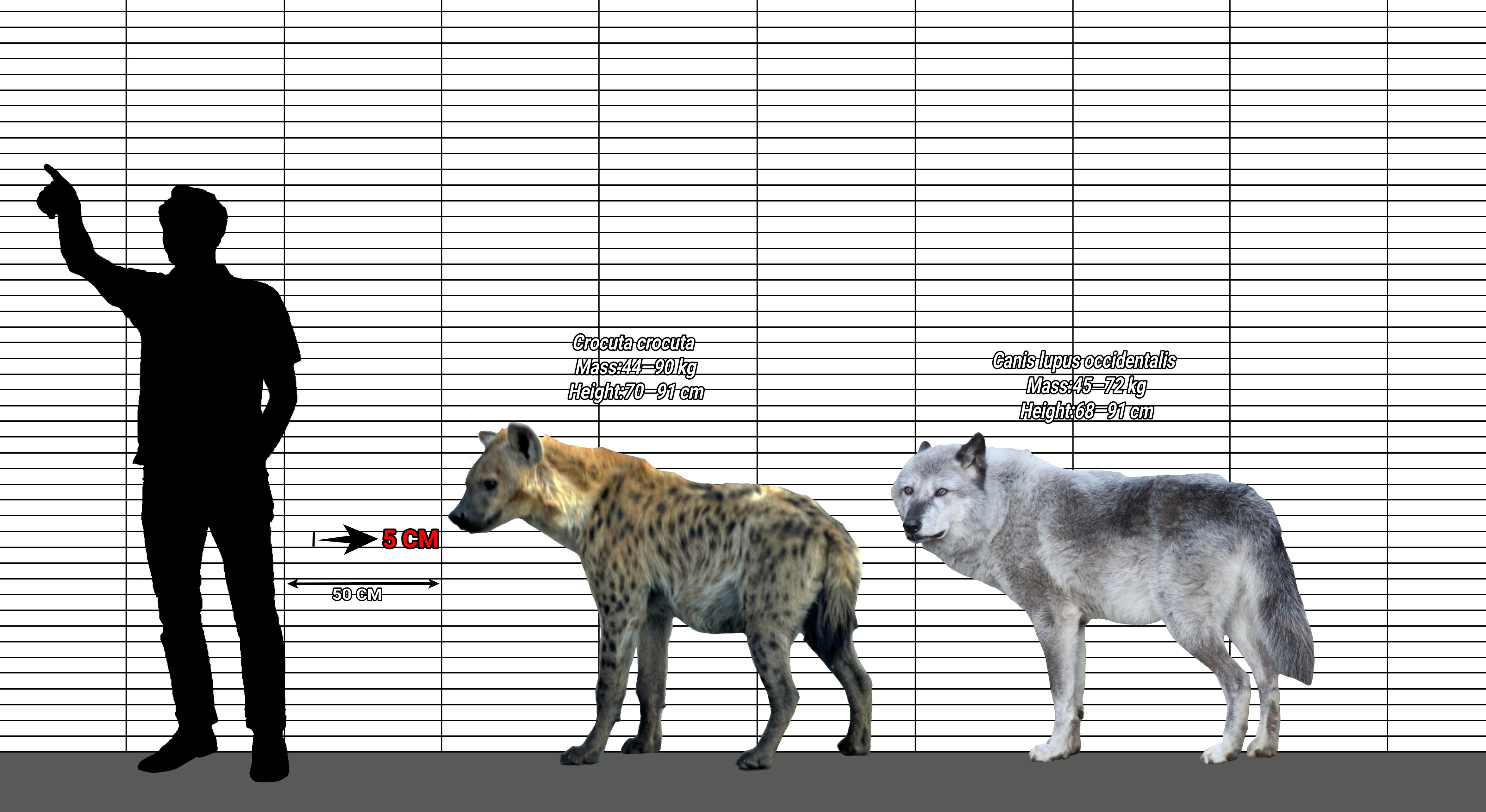Wolves Height Spotted Hyena vs Wolf,size comparison. by dani677566 on DeviantArt