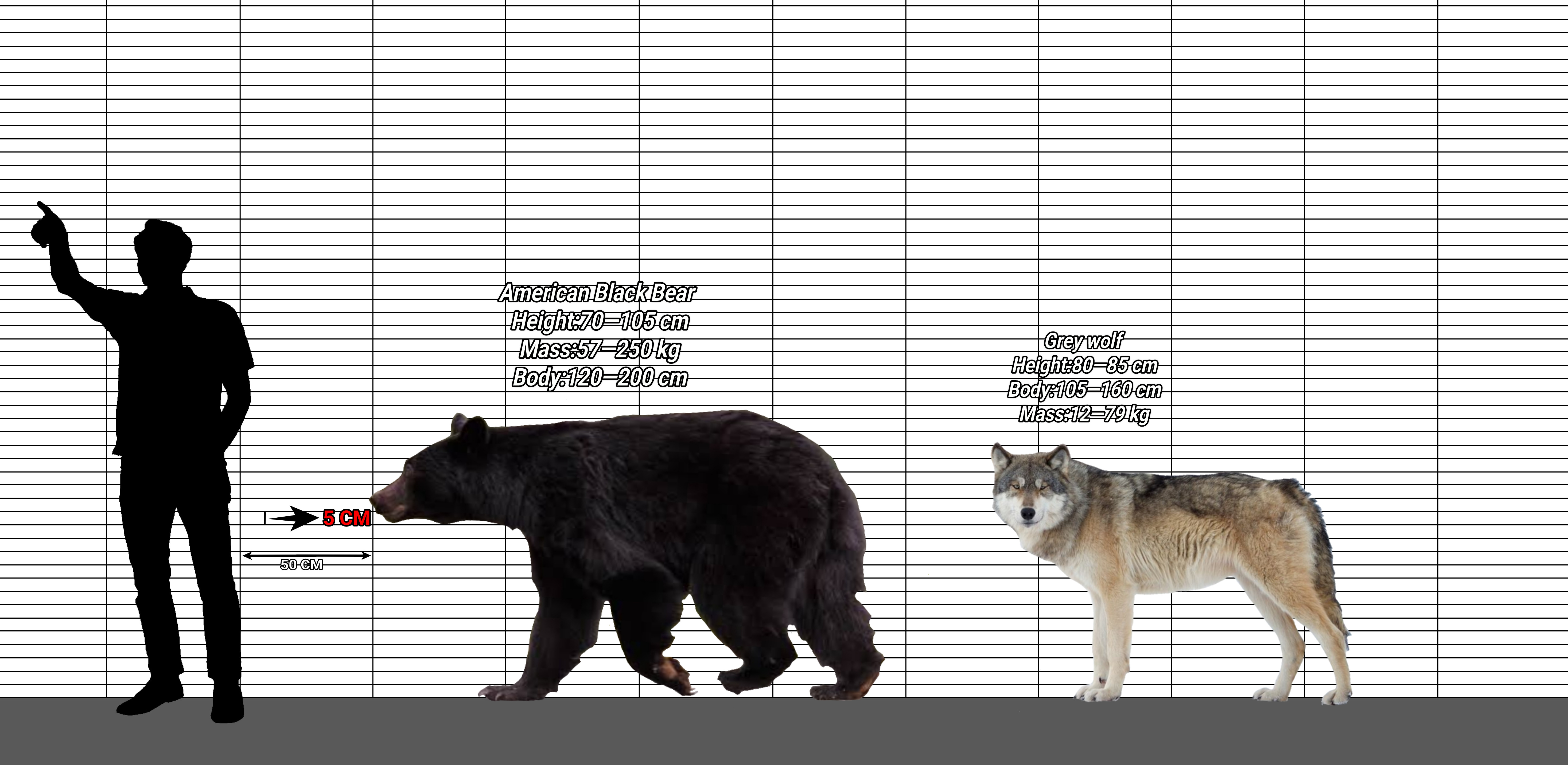 Wolves Next To Humans Bear and Wolf size comparison by dani677566 on DeviantArt