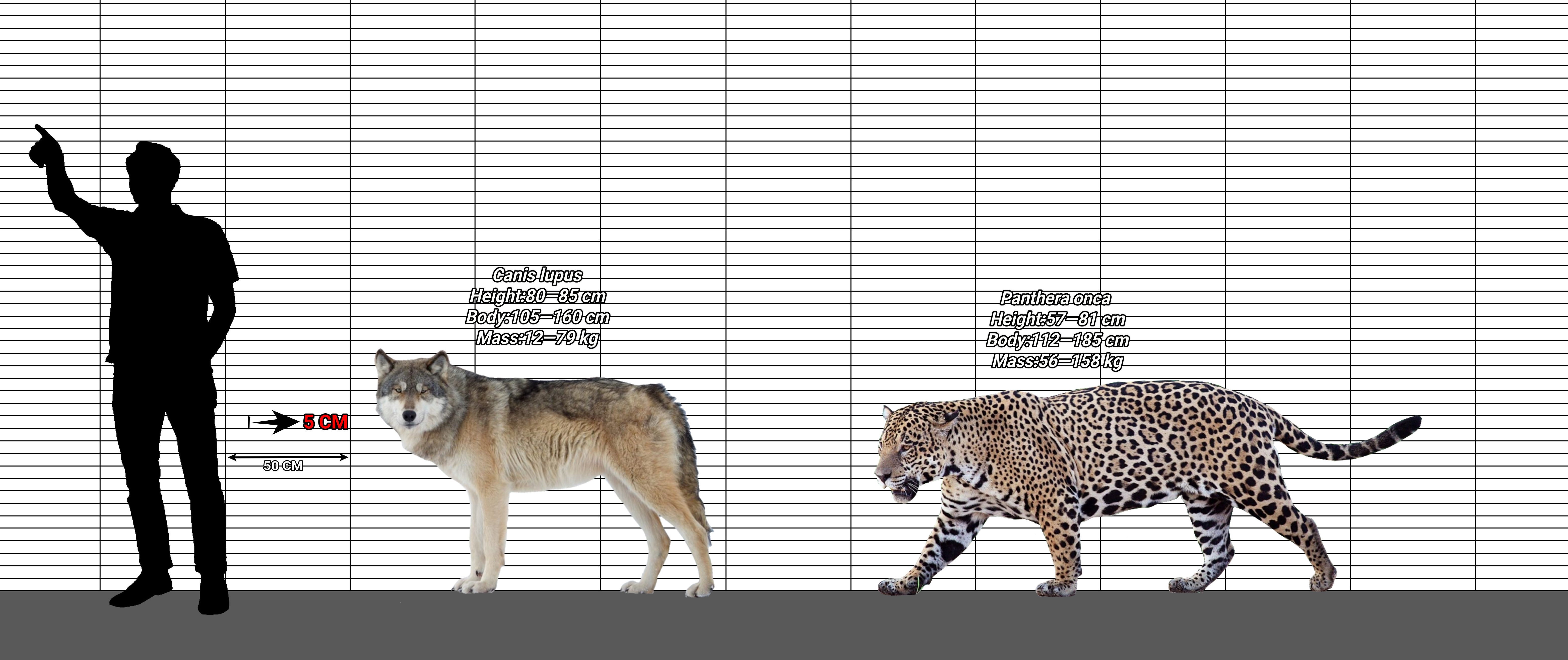 Wolves Size Grey Wolf Size Comparison