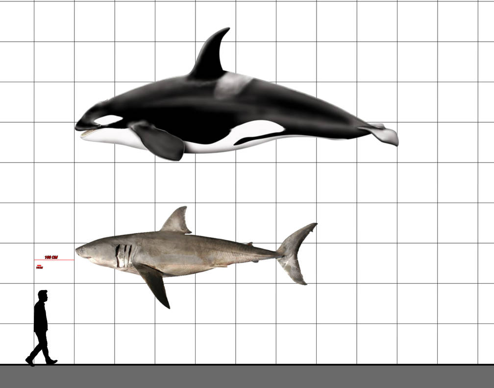 Killer Whale And Great White Shark size Comparison By Dani677566 On killer-whale-and-great-white-shark-size-comparison-by-dani677566-on