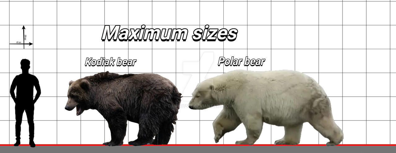 Kodiak Bear And Polar Bear size Comparison By Dani677566 On DeviantArt kodiak-bear-and-polar-bear-size-comparison-by-dani677566-on-deviantart